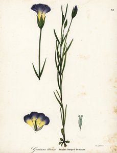 Windmolen gefranjerde gentiaan, Gentianopsis detonsa (Klein-gefranjerde gentiaan, Gentiana detonsa) door Endicott Endicott