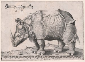 Neushoorn