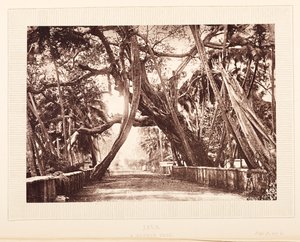 Een Banyanboom, Java door English Photographer