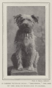 Een overleden hondenveteraan, Drummer, de hond van de Northumberland Fusiliers