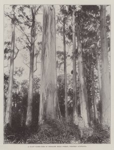 Een Reusachtige Karri-Boom in Denmark Hills Bos, West-Australië