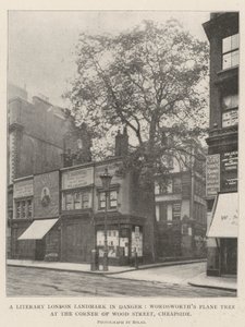 Een Literair Londens Landmark in Gevaar, Wordsworths Plataan aan de Hoek van Wood Street, Cheapside