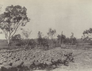 Een schapenstation in Zuid-Queensland