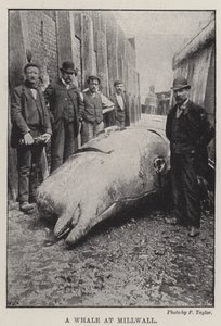 Een walvis in Millwall door English Photographer