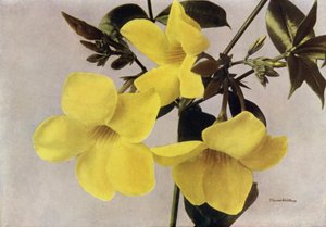 Allamanda Schottii Hendersonii (kleurenfoto) door English Photographer