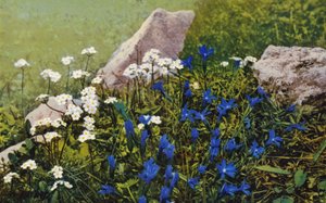 Alpenbloemen: Androsace Chamaejasme en Gentiana Pumila door English Photographer