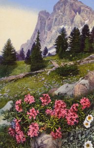Alpenbloemen: Daphne Striata met Dryas Octopetala (rechts)