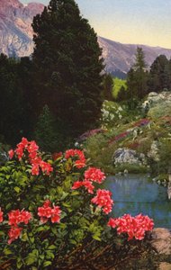 Alpenbloemen: Rhododendron Ferrugineum