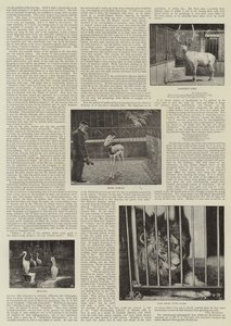 Een amateurfotograaf in de dierentuin
