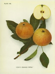 Appels van Engeland: Cox