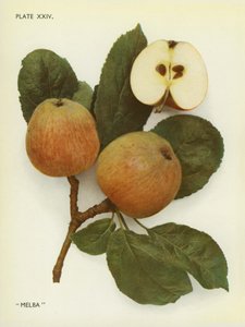 Appels van Engeland: Melba (kleurenfoto) door English Photographer