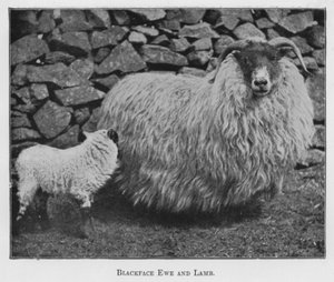 Zwartkop ooi en lam