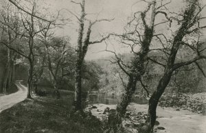 Bolton Woods