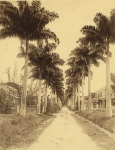 Bridgetown, Barbados, een laan van palmen