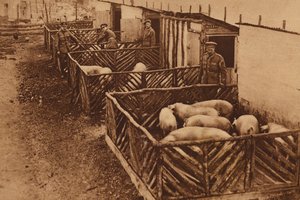 Britse legervarkensstal tijdens de Eerste Wereldoorlog (z/w foto)