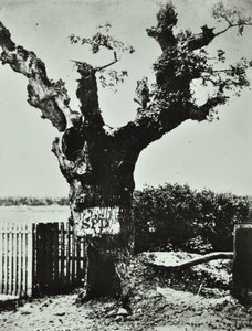 Brockley Lane: Old Oak, Londen, 1890 door English Photographer