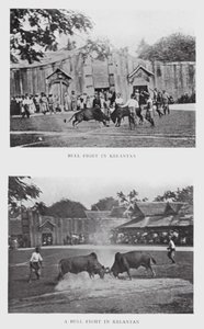 Stierengevecht in Kelantan door English Photographer
