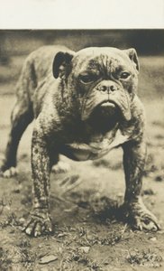 Bull terriër