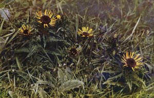 Carlina distels (foto) door English Photographer