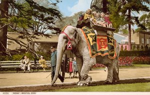 Kinderen genieten van een ritje op Rosie de olifant, Bristol Zoo
