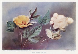 Katoenbloem en bol door English Photographer
