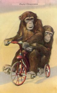 Fietsende chimpansees door English Photographer