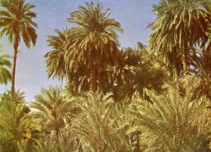 Dadelpalmen op Elephantine Island, Egypte door English Photographer