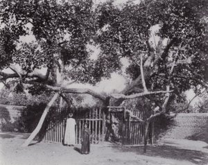 Egypte: De Boom van de Maagd door English Photographer
