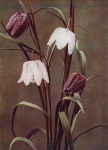 Kievitsbloemen