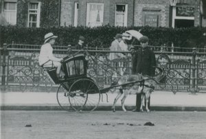 Geitgetrokken transport door English Photographer