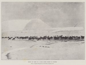 Groep herten in een Ross-Shire bos in de winter