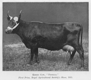 Kerry koe, Fenella, eerste prijs, Royal Agricultural Society