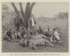 Leeuwen, die acht ezels hadden vernietigd, neergeschoten bij Sebungu-Poort, Bulawayo door English Photographer