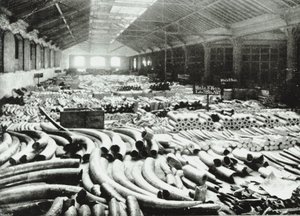 London Docks: ivoor magazijn, 1895