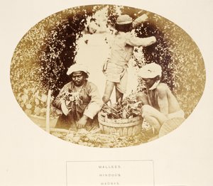 Mallees (tuiniers), Hindoes, Madras, uit The People of India, door J. Forbes Watson, uitgegeven 1868 door English Photographer