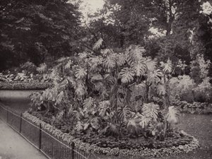 Monstera Deliciosa in Battersea Park door English Photographer