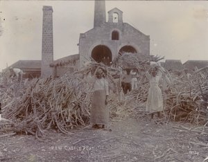 Newcastle Plantation, 1880 door English Photographer