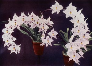 Odontoglossum Crispum (kleurenfoto) door English Photographer