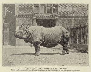 Oude Jim, de Neushoorn in de Dierentuin