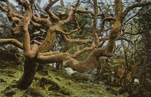 Oude Eik, de Landslip door English Photographer