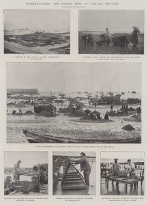 Oesterkweek, de beroemde bedden bij Cancale, Bretagne