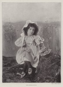 Primula
