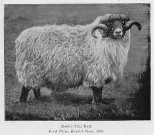 Rough Fell ram, eerste prijs, Kendal Show door English Photographer