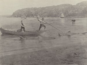 Haaienvissen, Chowder Bay door English Photographer