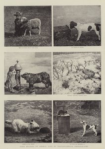 Enkele studies van dierenleven door middel van momentopnamen