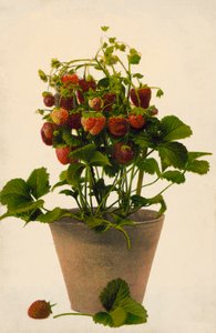 Aardbeien in een pot (gekleurde foto) door English Photographer
