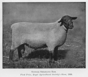 Suffolk eenjarige ram, eerste prijs, Royal Agricultural Society