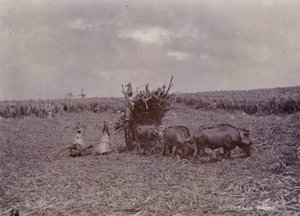 Suikerplantage, Barbados, 1880 door English Photographer