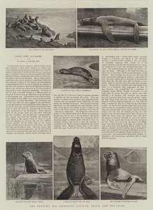 Het Behring Zee Visserijgeschil, Zeehonden en Zeeleeuwen