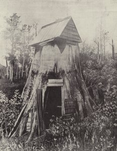 De gigantische boom bij Wynstay, South Gippsland